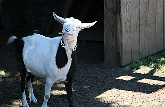 Characteristics of swoon goats