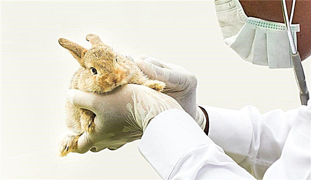 What diseases can rabbits have?