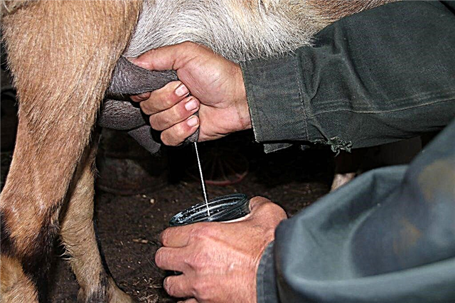 How to milk a young goat correctly