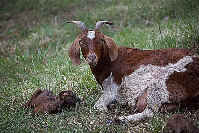 What to do if the goat does not leave the afterbirth for a long time