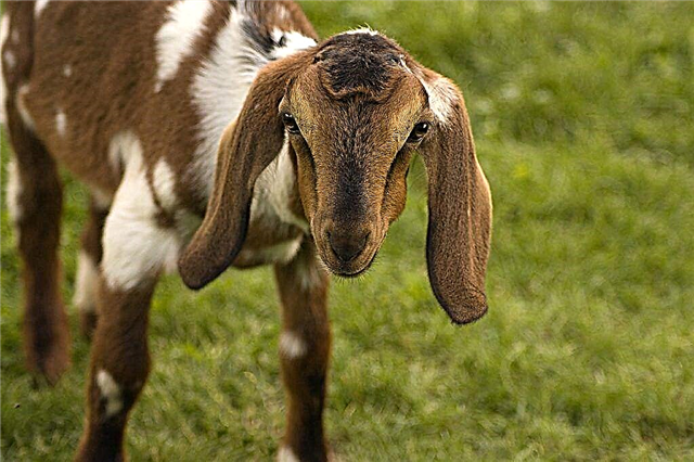 Breed of Nubian goats