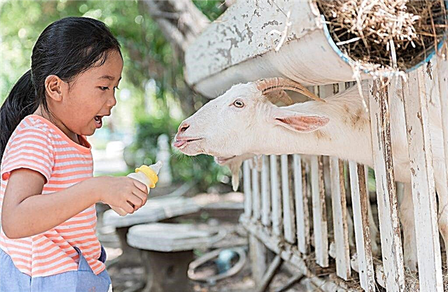 كيف يمكنك إطعام الماعز مباشرة بعد الضأن والغذاء التكميلي الذي سيعطيه للأطفال حديثي الولادة