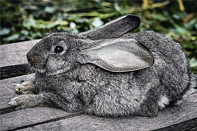 Mengapa kelinci merobek bulu, tetapi tidak membuat sarang
