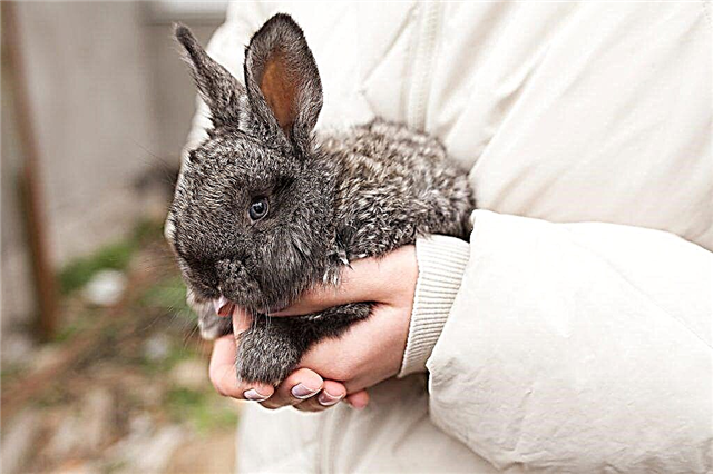 Het principe van kunstmatige inseminatie van konijnen