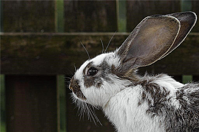 Beschrijving van konijnenharnas