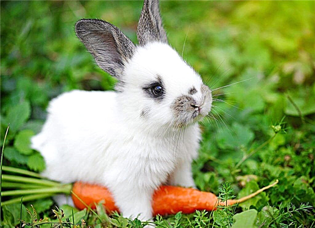 Was und in welchen Mengen können Sie einem Kaninchen geben