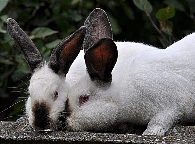 Description of Hiplus rabbits