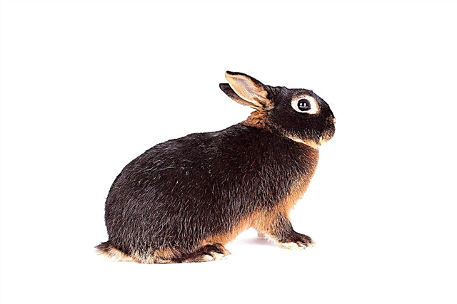 Black-brown rabbit