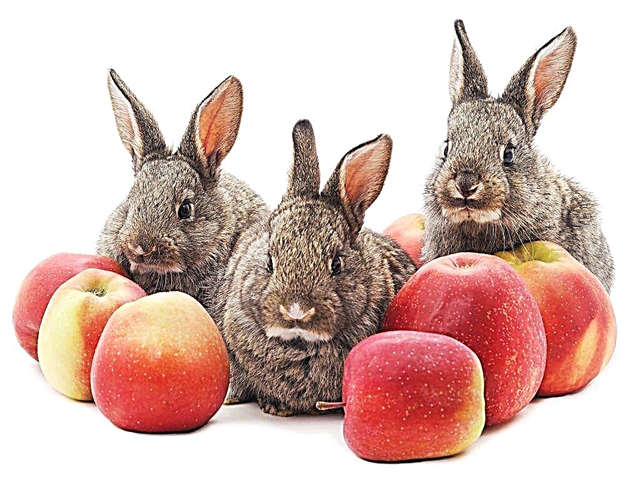 Kun je konijnen rijpe appels geven?