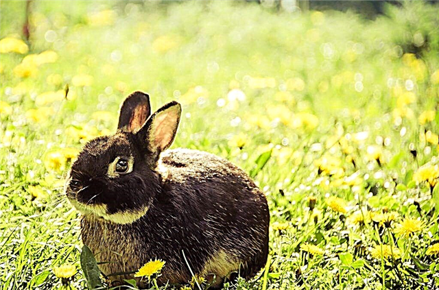 O que fazer se um coelho perdeu as patas traseiras ou dianteiras