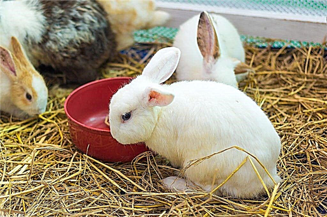 Apa dan bagaimana memberi makan kelinci kecil