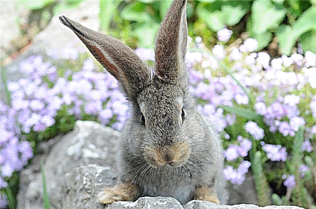 Raças populares de coelhos