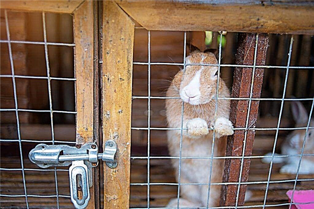 Dispositivo industrial de jaula de conejos