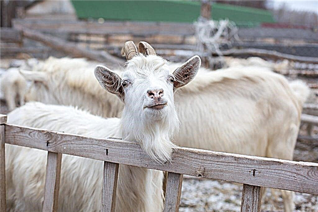 Goat breeding as a profitable business