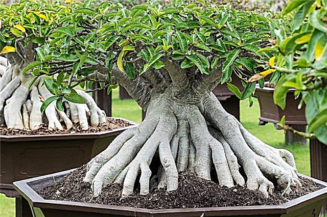 How to make a bonsai from ficus