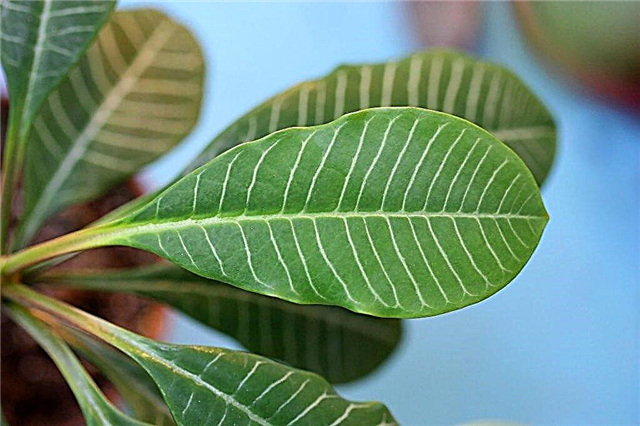 Euphorbia de ponta branca - uma palma venenosa ou um homem bonito e exótico?