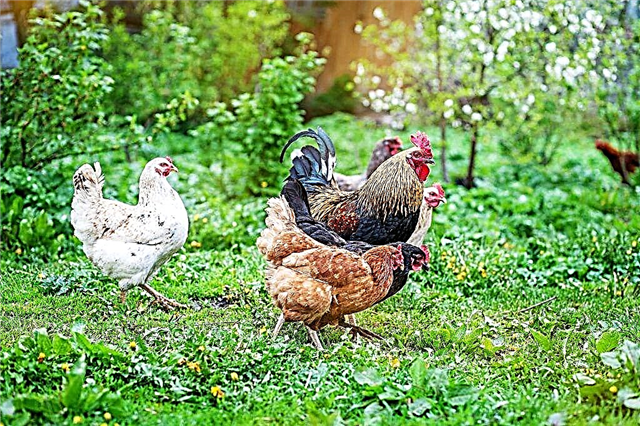 Descripción y características de los pollos de la raza Tricolor.