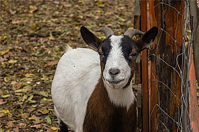 Treating goat diarrhea at home
