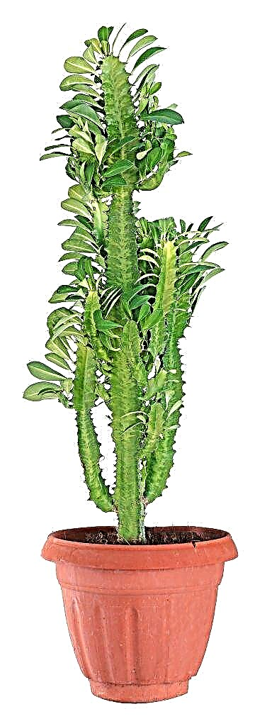Euphorbia Triangular - rysy pěstování subtropického květu