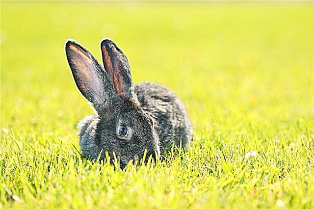 Kaninchenrasse Auferstanden