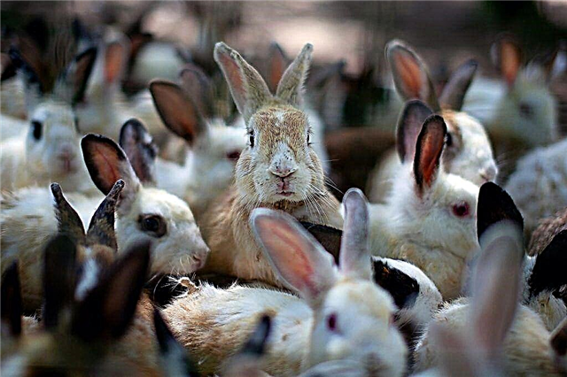 ウサギ、その種とライフスタイル