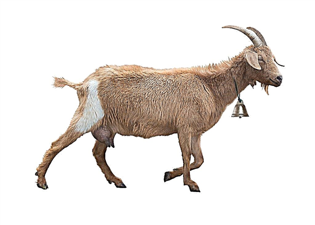 ¿Cuál debería ser la ubre de una cabra?