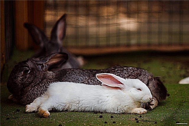 What is the difference between a hare and a rabbit