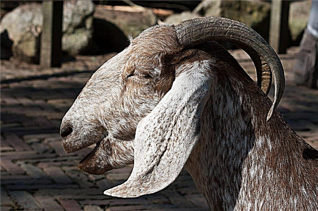 وصف الماعز الأنجلو-النوبي
