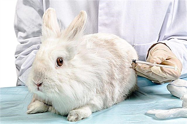 Očkování králíků
