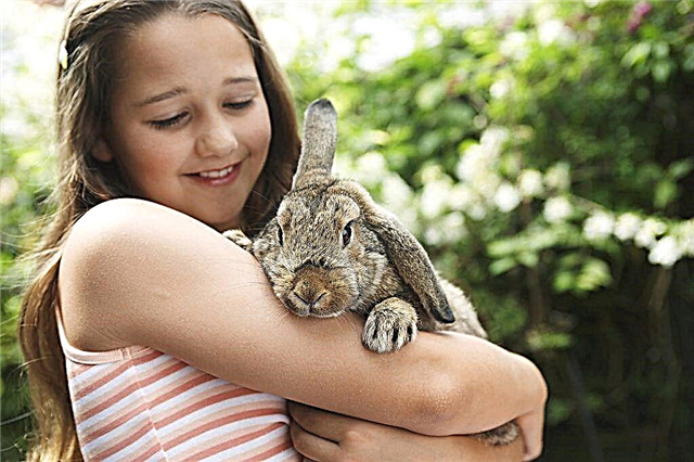 Hoe goed voor konijnen te zorgen