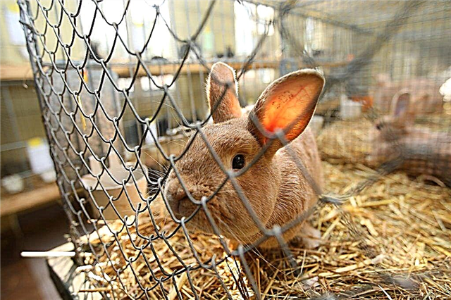 How to make mesh rabbit cages
