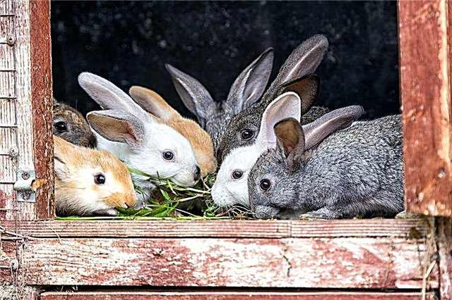 What grass can be given to rabbits and which not