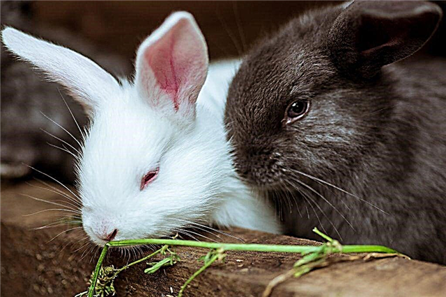 Razas populares de conejos para la cría casera