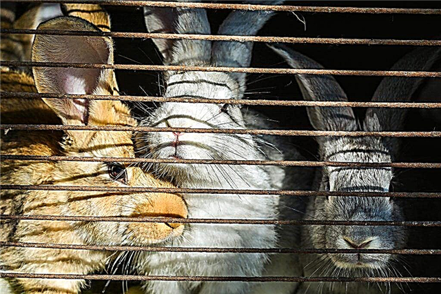 How to make a rabbit enclosure