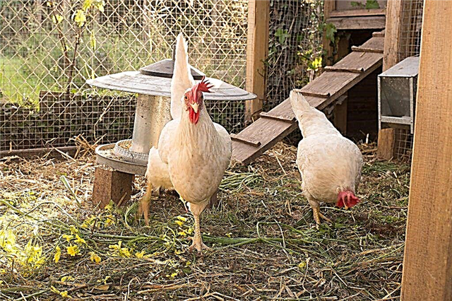 Do-it-yourself chicken coop construction