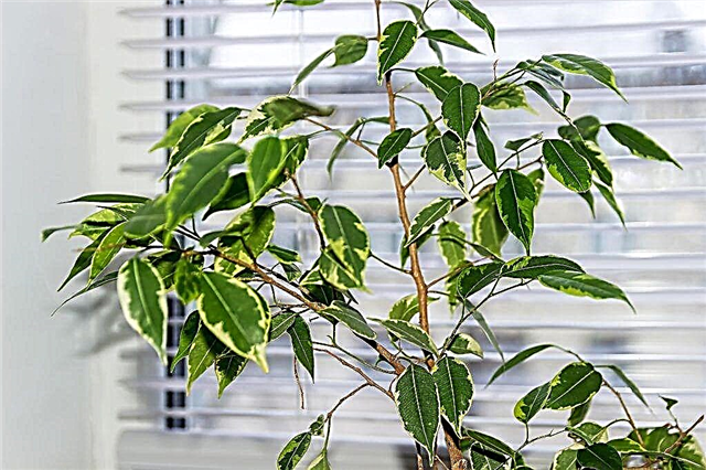 Why does Benjamin's ficus shed its leaves