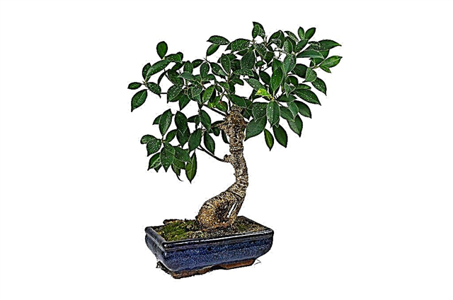 Indoor-Ficus und seine Merkmale
