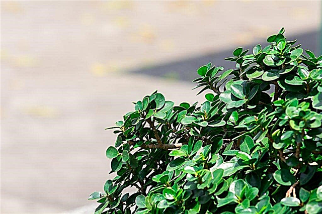 Rules for caring for small-leaved ficus