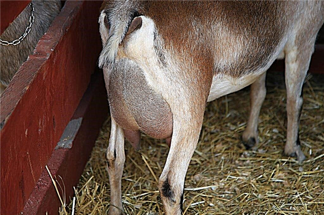 Causes of udder edema in goats