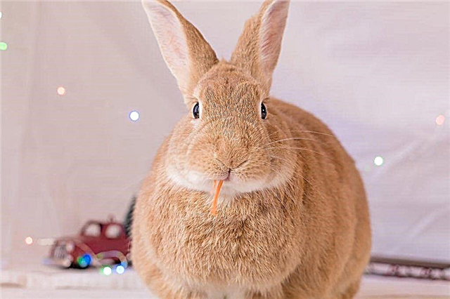 Kaninchenschuppengerät
