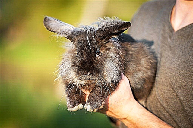 Solución de yodo para conejos