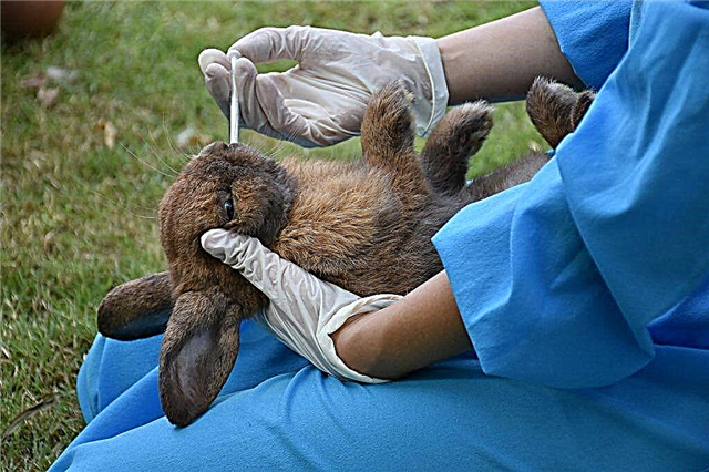 Verwendung des Gamavit-Impfstoffs für Kaninchen