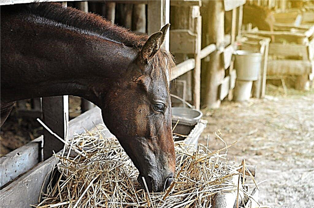 نظام غذائي لتغذية الخيول ، ماذا تأكل هذه الحيوانات بالضبط