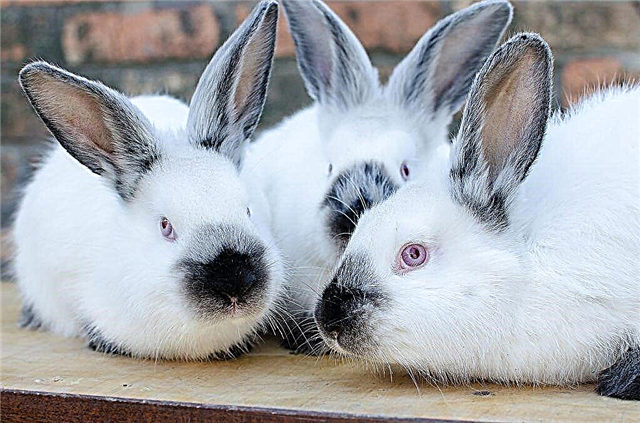 Mikhailovs kooien voor konijnen
