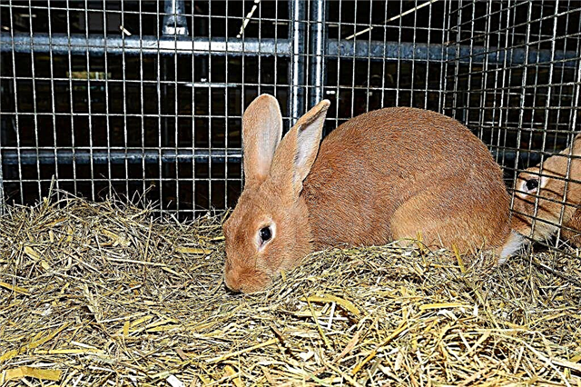 Description of Burgundy rabbits