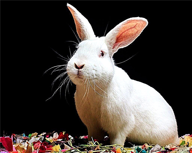 Beschreibung der Hikol-Kaninchen