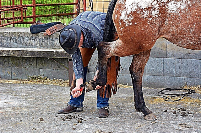 Caractéristiques des soins du cheval
