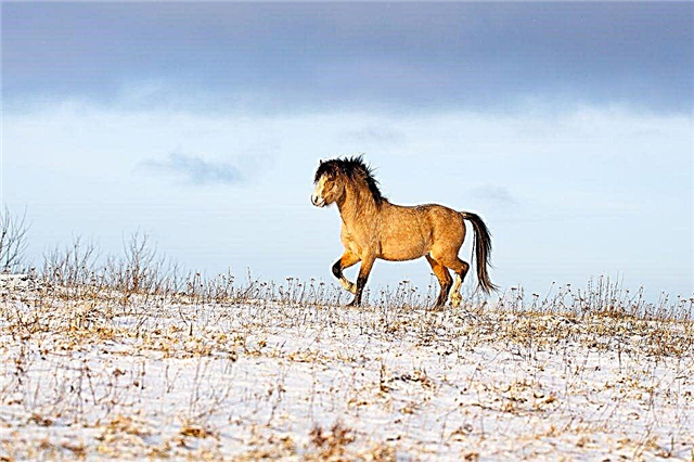 Description of the pony of the Welsh breed