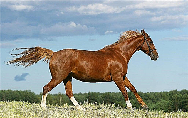 Budyonnovskaya breed of sports horses