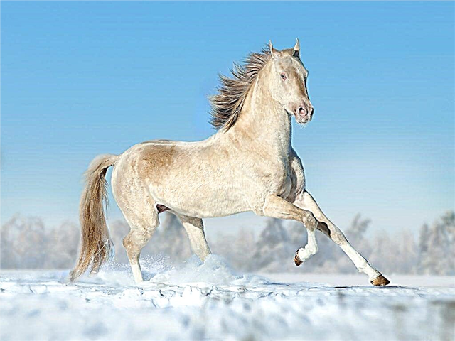 Uiterlijk en karakteristieke kenmerken van het Akhal-Teke-paard